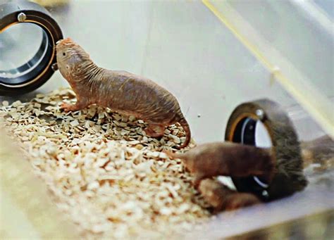 Naked Mole Rats Survive Oxygen
