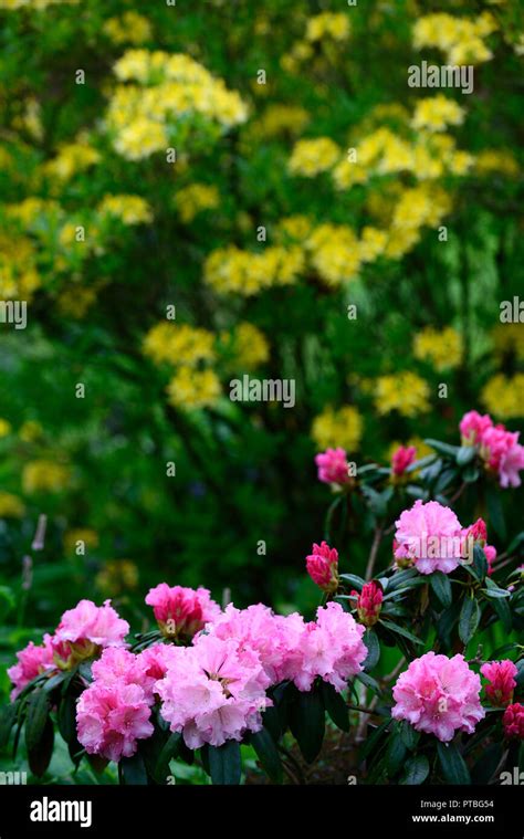 Shrubs pink rhododendron shrub hi-res stock photography and images - Alamy