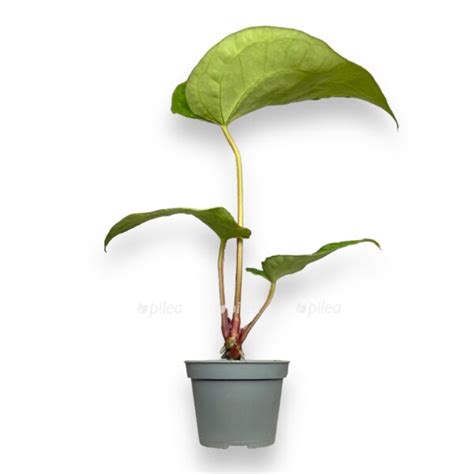 Антуриум Магнификум купить в Москве с доставкой в интернет магазине Pilea