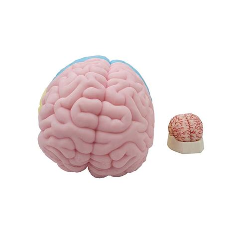 China Human Brain Anatomical Model Manufacturers Suppliers Factory Meiwo