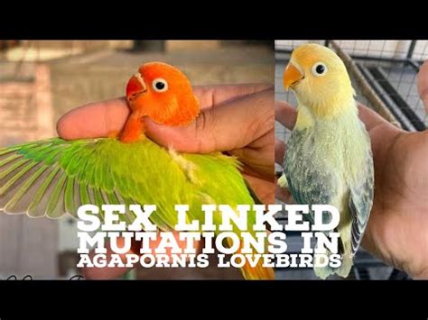 Sex Linked Mutations In Lovebirds Lovebirds Main Sex Linked Mutations