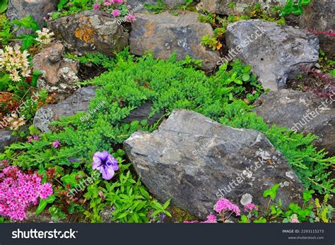 Dwarf Japanese Garden Juniper Creeping Juniperus Stock Photo 2293115273
