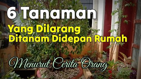 HATI HATI Inilah 6 Tanaman Yang Dilarang Ditanam Didepan Rumah