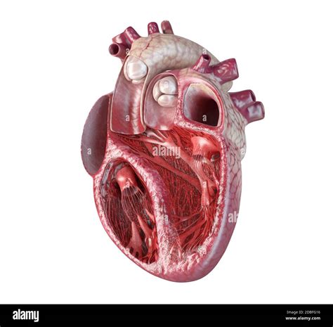 Human Heart Cross Section High Resolution Stock Photography And Images