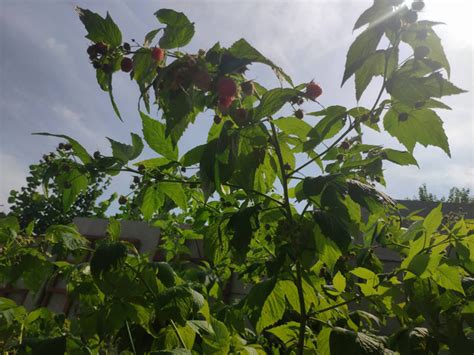 Малиновое дерево Сказка - описание, посадка и уход, отзывы