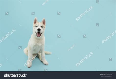 Portrait Siberian Husky Puppy Dog Sitting Stock Photo 1850696110