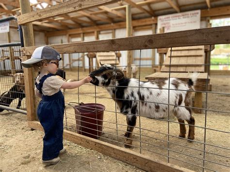 Cow Petting Farm Near Me - animal kingdom rapids