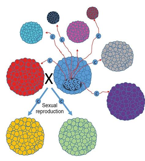Is Sex Primarily A Strategy Against Transmiss Eurekalert