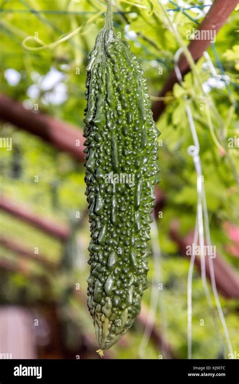 Momordica Charantia Hanging On Stem Called Bitter Melon Bitter Gourd