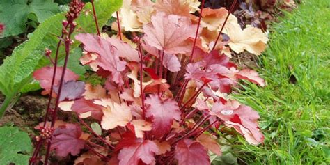 Гейхера: размножение цветка (деление куста, черенкование, выращивание ...