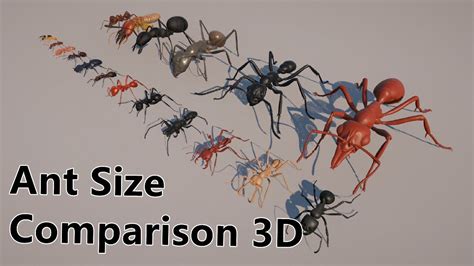 Ant Size Comparison D Youtube