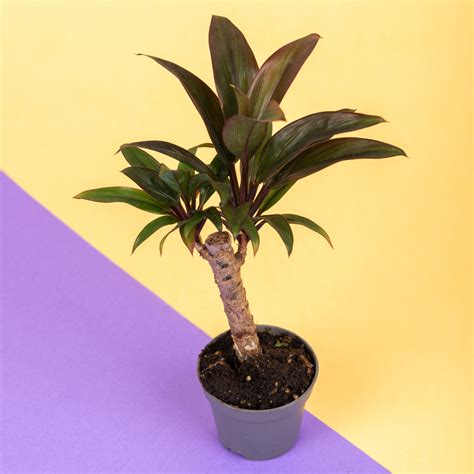 Кордилина — виды и сорта по названиям с фото и описаниями, возможность ...