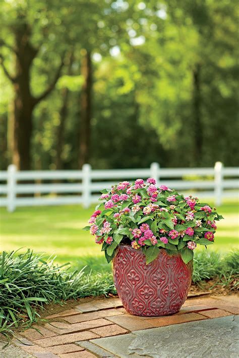 12 Plants that Were Made for Sun-Drenched Porches