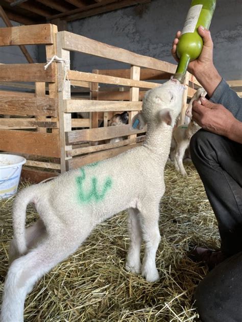 La saison de lagnelage Radio Oxygène