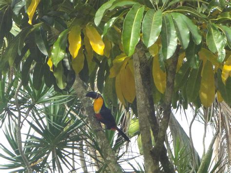 Pousada Cantinho Da Tia Helo Maresias Sp