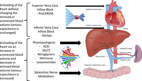 Targeting Preload In Heart Failure Splanchnic Nerve Blockade And