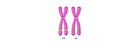 Allele: Definition, Characteristic, and Examples