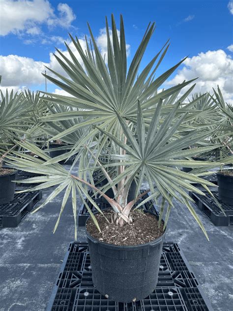 Bismarkia Palm - Veliz Farms