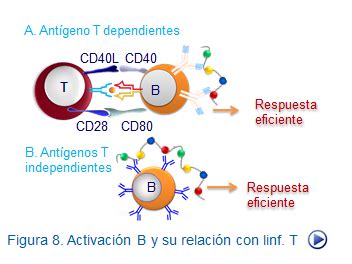 08 b Activación de linfocitos B