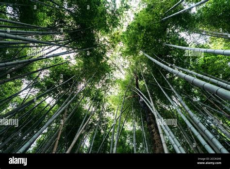 Sagano Bamboo Forest Stock Photo - Alamy