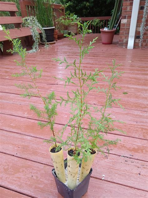 Atlantic White Cedar chamaecyparis Thyoides 3 Pack Tubelings - Etsy