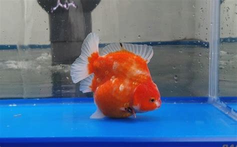 Oranda Sakura Short Tail Goldfish Fish Pet Freshwater Fish