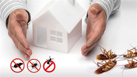 Understand Why You Should Call In Pest Control Professionals Quality