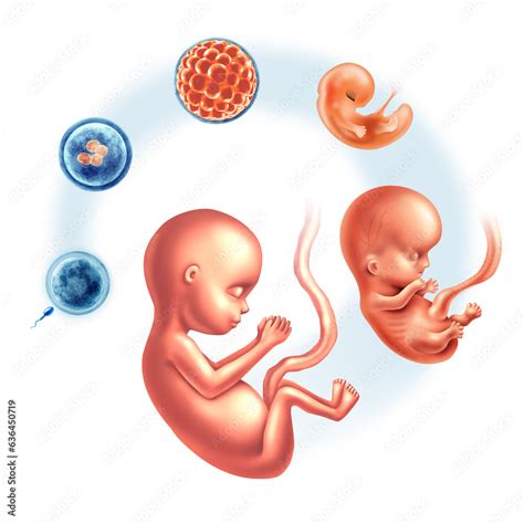 Human Prenatal Growth Embryo Development Stages And Embryology Or