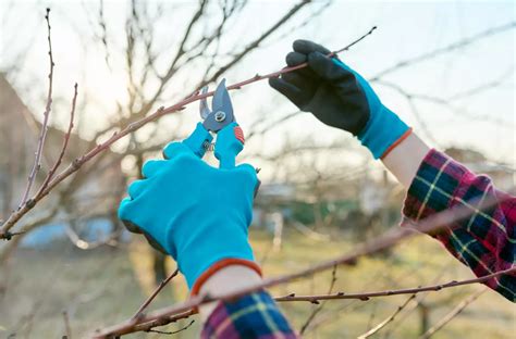 Kalendarz Biodynamiczny Luty Kiedy I Jakie Prace W Ogrodzie