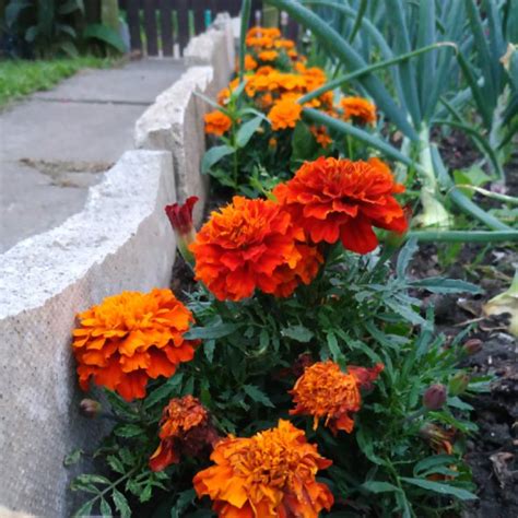 Tagetes Patula Fireball Marigold Fireball Uploaded By Kimmy01