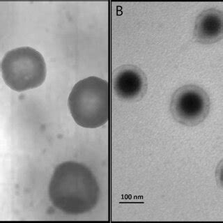 TEM Images Of PTX PEU2 PEG FAend Micelles A And PTX PEU2 PEG FA