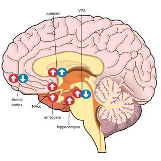 PDF Neuroimaging Of Sex Gender Differences In Obesity A Review Of Structure Function And