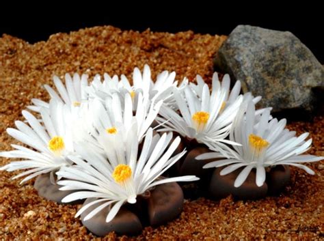 Литопсы-живые камни Для любителей экзотики в мире природы существуют ...