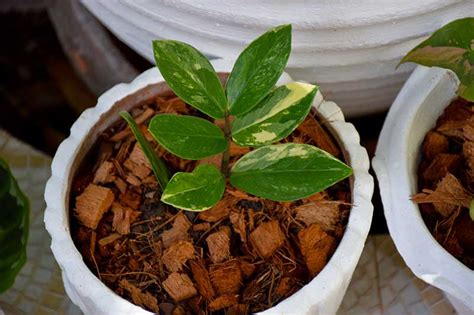 How To Propagate Zz Plants From Leaf Cuttings Gardeners Path