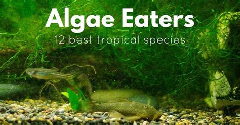 12 Best Tropical Algae Eaters that will Truly Clean your Tank • Fish ...