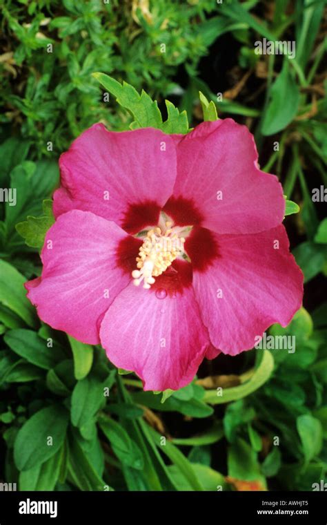 Hibiscus Syriacus Pink Giant Stock Photo Alamy