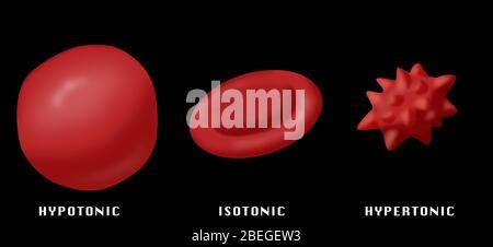 Osmotic Pressure on Blood Cells Stock Photo - Alamy