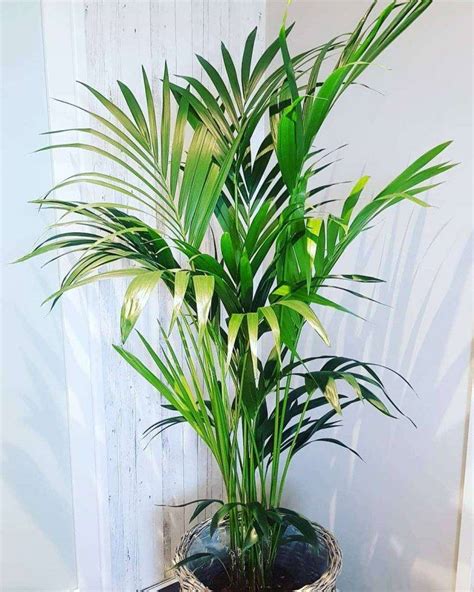 Пальма ховея — уход в домашних условиях