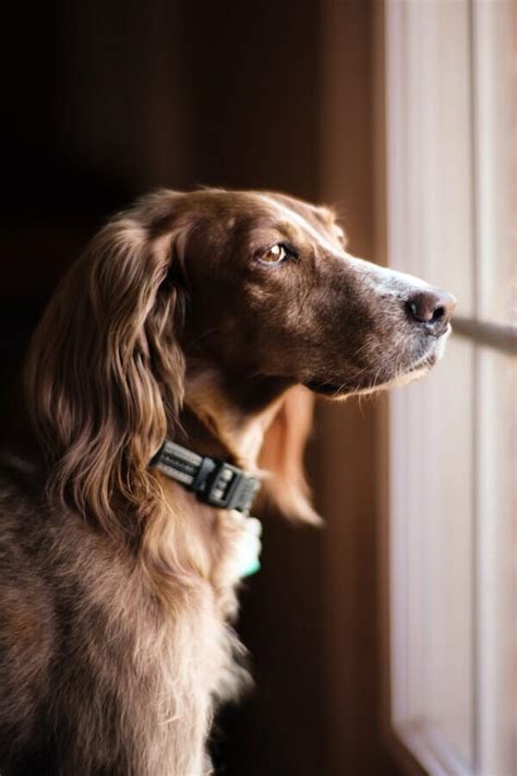 Decoding Why Your Dog Gives You the Side-Eye?