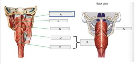 Anatomy And Physiology Lecture Pharynx Pharyngeal Muscles