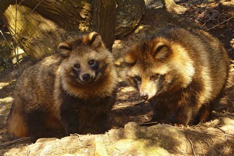 What Is Tanuki Umami Mart