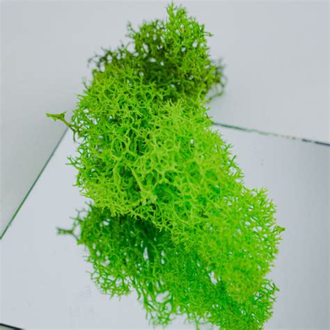 Мох ягель Утро в лесу 45 гр, светло-зелёный, натуральный, для декора ...