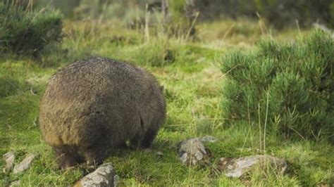 292 Wombat Stock Video Footage - 4K and HD Video Clips | Shutterstock