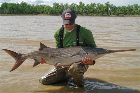 Paddle Fish Scientifically Known As Polyodontidae Are Ancient