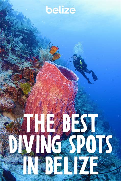 Best diving spots in belize – Artofit