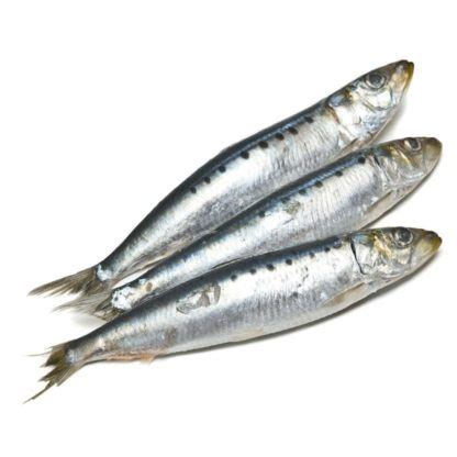 PILCHARDS 500g Frozen Tackleman