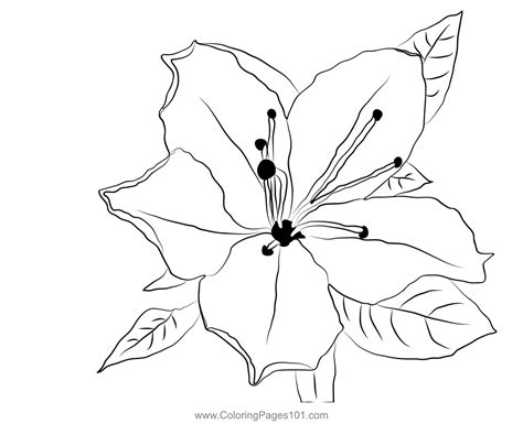 Azalea Flower Coloring Page For Kids Free Azaleas Printable Coloring