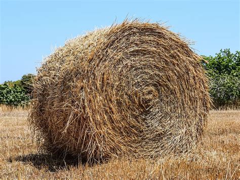 Hd Wallpaper Hay Bale Forage Dry Grass Dry Grass Agriculture