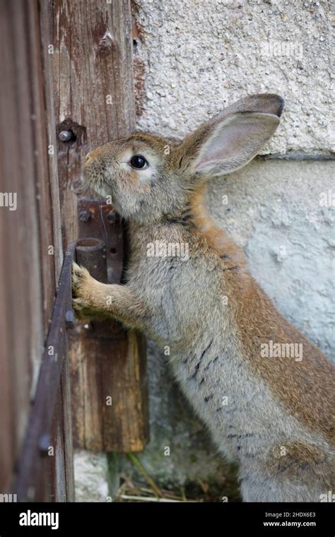 Rabbit Curious Hare Rabbits Nosies Stock Photo Alamy