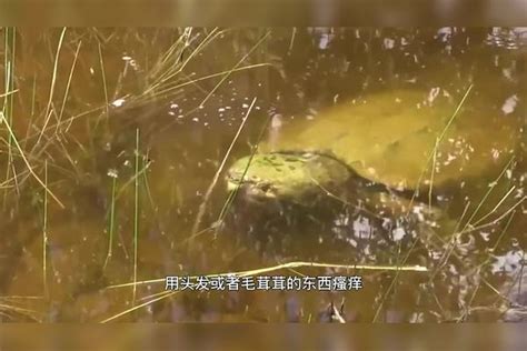 手被小乌龟死死咬住不松口怎么办学会这几招，乌龟马上松开嘴巴